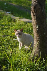 A white cat that stopped near a tree trunk in the morning and exposed to the sun in a park