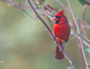 Male Cardinal Perched