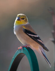 Gold Finch Perched