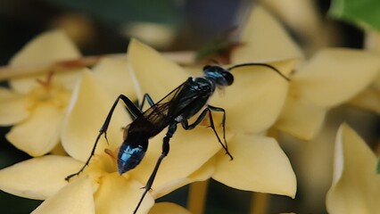 Chlorion is a genus of parasitoid wasps in the family Sphecidae