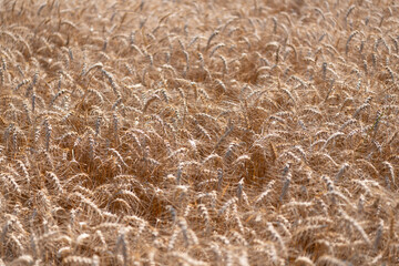 Rye harvest. Wheat harvesting. Farm in field with grain agriculture. Farming and crop of organic food. Summer field with rye. Ripe rye in a large field waiting to be harvested. Rye cultivation