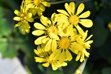 黄色の花