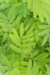 close up of green fern