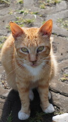 An orange stray cat sitting and looking at the camera