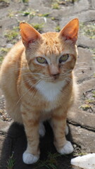 An orange stray cat sitting and looking at the camera