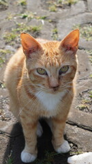 An orange stray cat sitting and looking at the camera