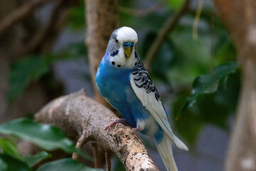 Blue parakeet (Melopsittacus undulatus) perched on a tree branch, in the island of Aruba. 
