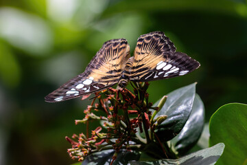 Asian Clipper butterfly (Parthenos sylvia) resting on a cluster of flowers, on the island of Aruba. 
