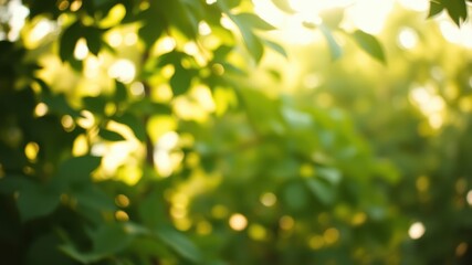 A Soft Focus of Sunlight Filtering Through a Canopy of Leaves, Creating a Dreamy, Blurred Background