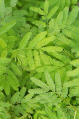 close up of green leaves