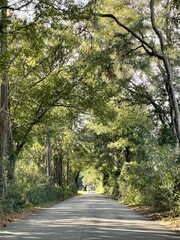 Fototapeta premium road in the woods
