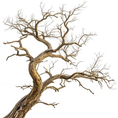 Fototapeta premium Illustration of a leafless tree branch with a white background