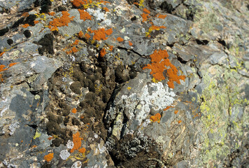 Lichens, time stains, on the boulder, Rocky mountains, Colorado