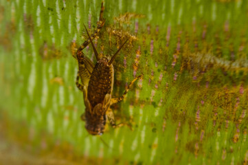 Cricket on tree in the Garden.