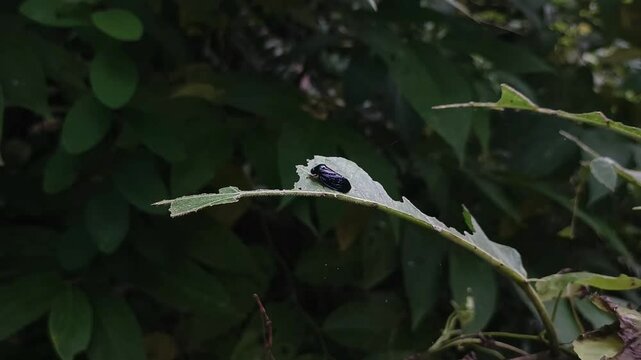 Cicada