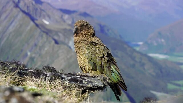 4K Kea parrot in alpine environment New Zealand wildlife footage