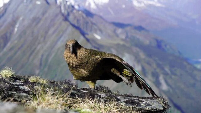 4K Kea (Nestor notabilis) alpine parrot perched in South Island New Zealand