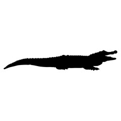 Crocodile