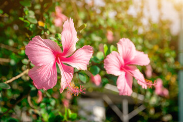 Hibiscus flower. Hibiscus rosa-sinensis, China rose, rose mallow, shoeblack plant, Hawaiian hibiscus, is a species of tropical hibiscus in the wild