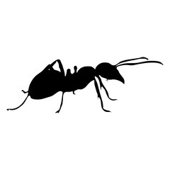 Ant