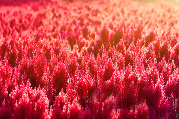 celosia plumosa or Pampas Plume Celosia flowers blooming in the garden red flowers