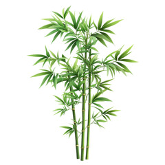 Obraz premium A beautiful bamboo plant showcasing vibrant green leaves and tall, slender stems, perfect for adding a touch of nature to any environment.