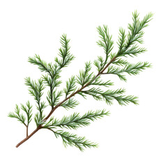Fototapeta premium A detailed illustration of a green coniferous branch showcasing its intricate needle-like leaves and realistic textures, perfect for botanical art.