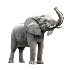 Obraz premium A majestic elephant stands proudly, showcasing its large ears and trunk. The elephant symbolizes strength, wisdom, and connection to nature.