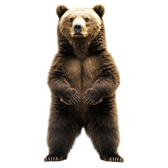 A striking image of a standing bear showcasing its impressive fur and stature. Perfect for wildlife enthusiasts, conservationists, and educational purposes.