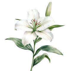 Fototapeta premium A stunning digital illustration of a white lily flower with delicate petals and vibrant green leaves, symbolizing purity and beauty in nature.