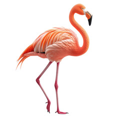 A stunning pink flamingo stands gracefully on one leg, showcasing its vibrant feathers and elegant posture, perfect for nature and wildlife photography.