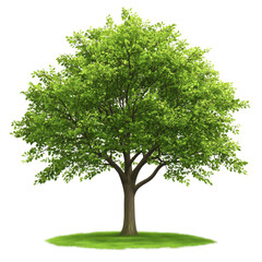 Obraz premium A vibrant and lush green tree standing proudly with a full canopy of leaves. Perfect for nature-themed projects or environmental awareness campaigns.