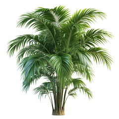 Lush, green palm plant showcasing vibrant leaves, perfect for indoor decor or landscaping. Elevate your space with this beautiful tropical element.