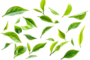 Fresh green tea leaves in an isolated and vibrant arrangement