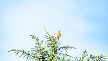 木にとまるモズ
