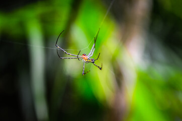 Spider in the Forests of  Northern Thailand