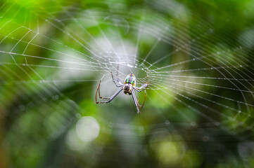 Spider in the Forests of  Northern Thailand
