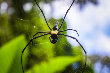 Spider in the Forests of  Northern Thailand