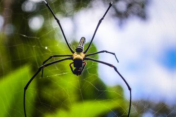 Spider in the Forests of  Northern Thailand