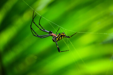 Spider in the Forests of  Northern Thailand