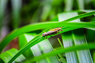Grasshopper on tree Leaf with Natural Green Background