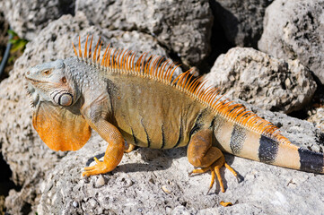 Wild iguana lizard. Iguana lizard on the stone. Exotic iguana reptile. Exotic reptile animal. Wildlife fauna. Wild iguana lizard. Sunbathing lizard