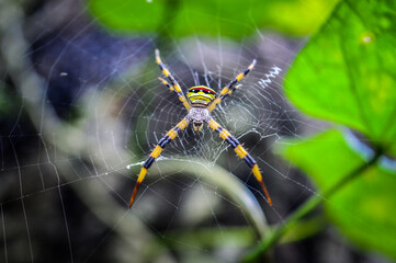 Spider in the Forests of  Northern Thailand