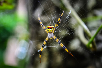 Spider in the Forests of  Northern Thailand