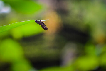 Worm on tree Leaf with Natural Green Background