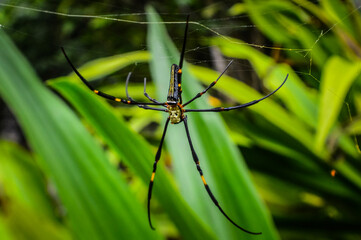 Spider in the Forests of  Northern Thailand