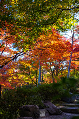 Fototapeta premium 東福寺の紅葉