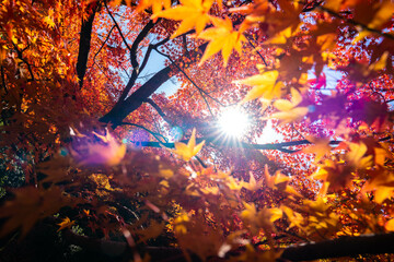 東福寺の紅葉