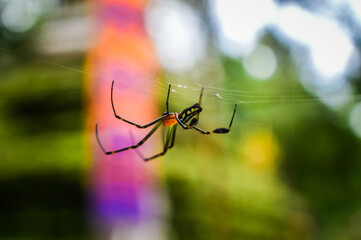 Spider in the Forests of  Northern Thailand