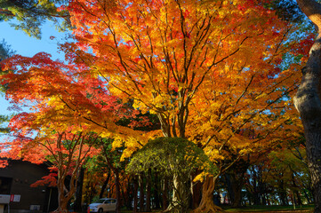 紅葉のある風景